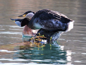 Фото Серощёкая поганка