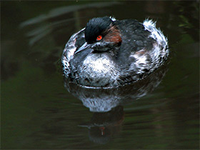 Фото Черношейная поганка