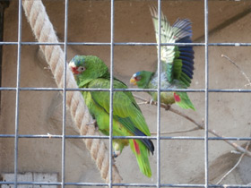 Фото Белолобый амазон