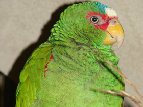 Фото Белолобый амазон