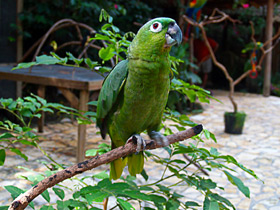 Фестивальный или праздничный амазон Фестивальный или праздничный амазон