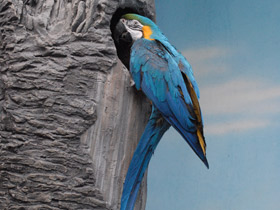 Фото Сине-желтый ара