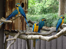 Фото Сине-желтый ара