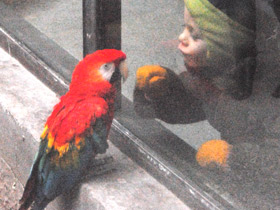 Смотреть фото Красный ара Фото Красный ара