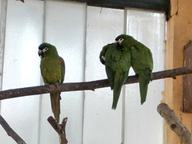 Смотреть фото Карликовый ара Фото Карликовый ара