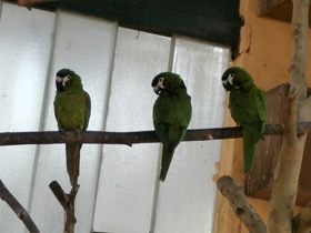 Смотреть фото Карликовый ара Фото Карликовый ара