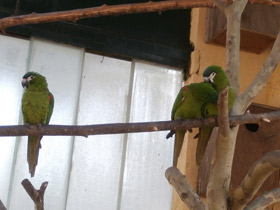 Смотреть фото Карликовый ара Фото Карликовый ара