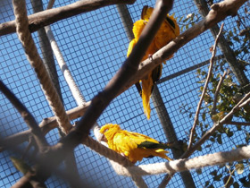 Фото Золотая аратинга