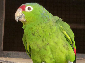 Смотреть фото Колумбийская аратинга Фото Колумбийская аратинга