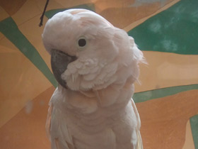 Фото Молуккский какаду