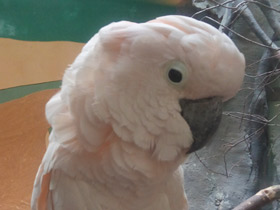 Фото Молуккский какаду