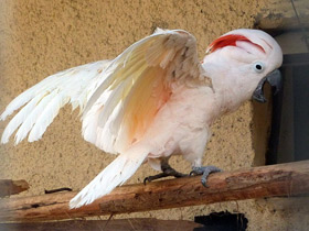 Фото Молуккский какаду