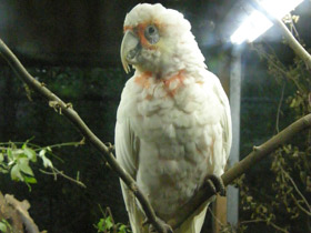 Смотреть фото Носатый какаду Фото Носатый какаду