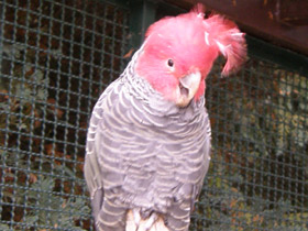 Фото Шлемоносный какаду