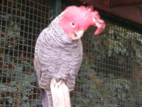 Фото Шлемоносный какаду