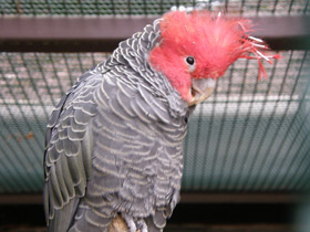 Фото Шлемоносный какаду