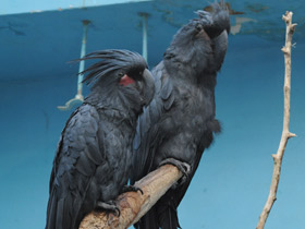 Фото Пальмовый какаду