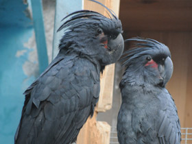 Фото Пальмовый какаду