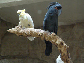 Пальмовый какаду Пальмовый какаду