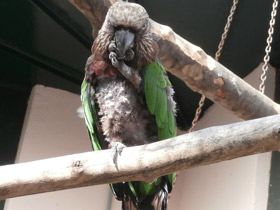 Смотреть фото Веерный попугай Фото Веерный попугай