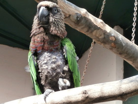 Смотреть фото Веерный попугай Фото Веерный попугай