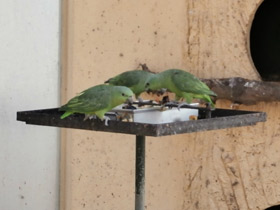 Фото Короткохвостый попугай