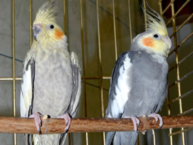 Смотреть фото Корелла Фото Корелла