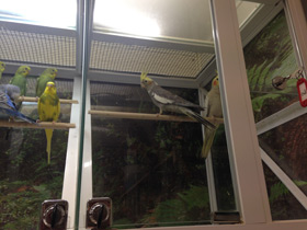 Смотреть фото Корелла Фото Корелла