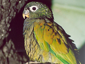 Смотреть фото Пионус максимилиана Фото Пионус максимилиана