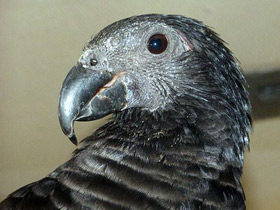 Фото Орлиный попугай