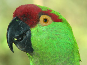 Фото Аровидный попугай