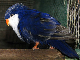 Смотреть фото Синий лори-отшельник Фото Синий лори-отшельник