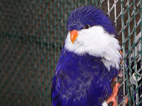 Смотреть фото Синий лори-отшельник Фото Синий лори-отшельник