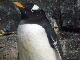 Смотреть фото Папуанский пингвин Фото Папуанский пингвин