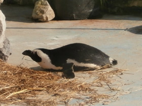 Фото Очковый пингвин