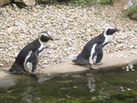 Фото Очковый пингвин