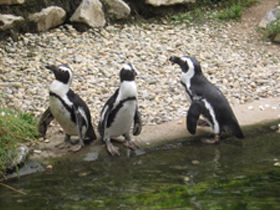 Фото Очковый пингвин