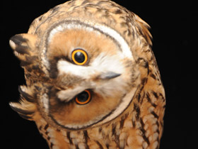 Ушастая сова Ушастая сова