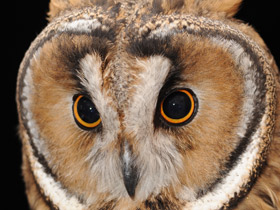 Ушастая сова Ушастая сова