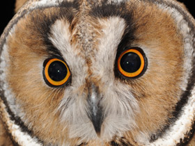 Ушастая сова Ушастая сова