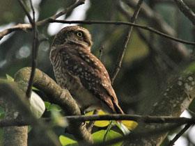 Фото Браминский сыч