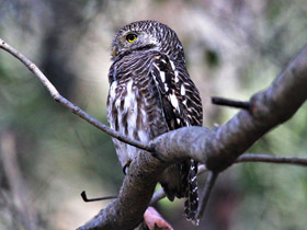 Смотреть фото Кукушковый воробьиный сыч Фото Кукушковый воробьиный сыч