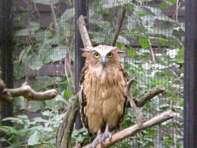 Фото Малайский рыбный филин