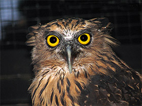 Фото Малайский рыбный филин