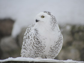 Смотреть фото Белая сова Фото Белая сова