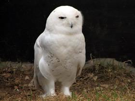 Смотреть фото Белая сова Фото Белая сова