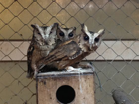 Смотреть фото Ошейниковая совка Фото Ошейниковая совка