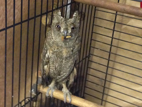 Смотреть фото Уссурийская совка Фото Уссурийская совка