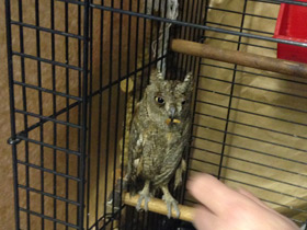 Смотреть фото Уссурийская совка Фото Уссурийская совка