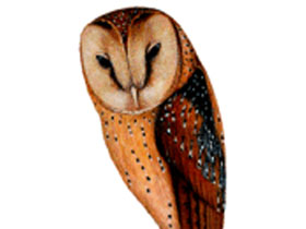 Смотреть фото Африканская масковая сипуха Фото Африканская масковая сипуха